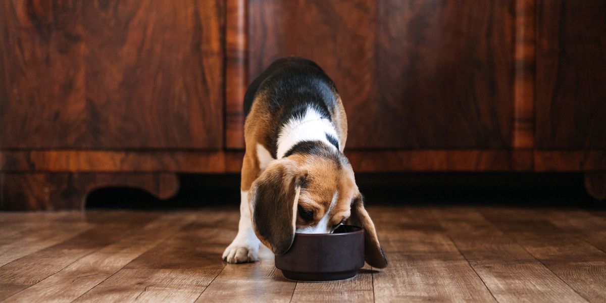 Переваги вологого корму для собаки: чому варто включити його до раціону?