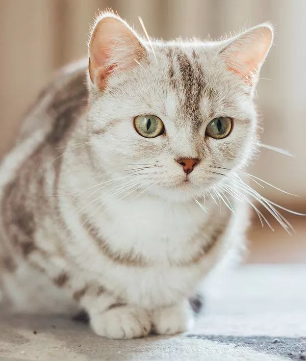 Скільки років живе Шотландський прямоухий кіт