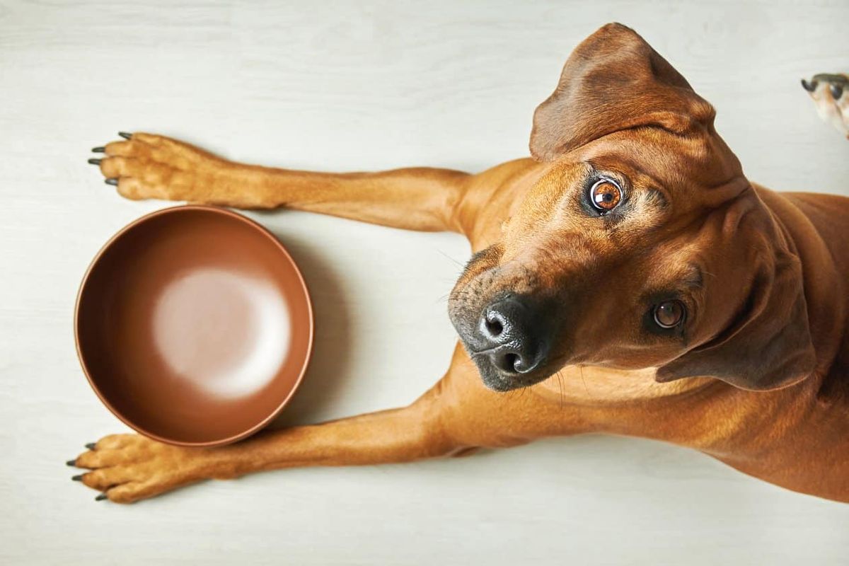Сравнение влажного и сухого корма для собак: что лучше для вашего питомца?