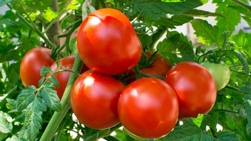 Як зробити бордоську суміш для помідорів?