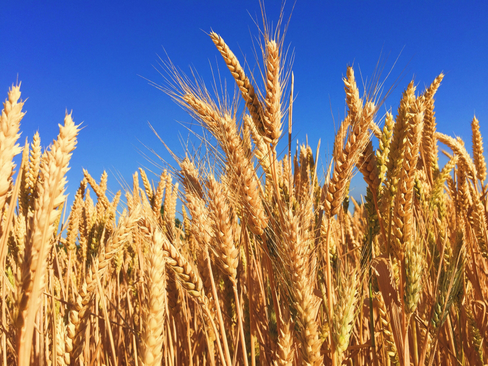 Розрахунки для пшениці: скільки можна зібрати з 10 соток?