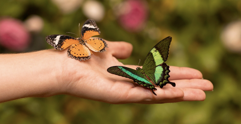 До чого сняться метелики: тлумачення за сонником